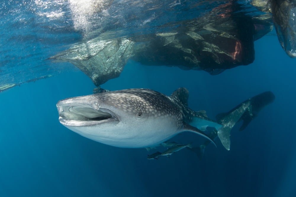 Massive whale shark swimming under fishing nets with remora in tow Canvas Art - Mathieu MeurStocktrek Images (17 x 12)