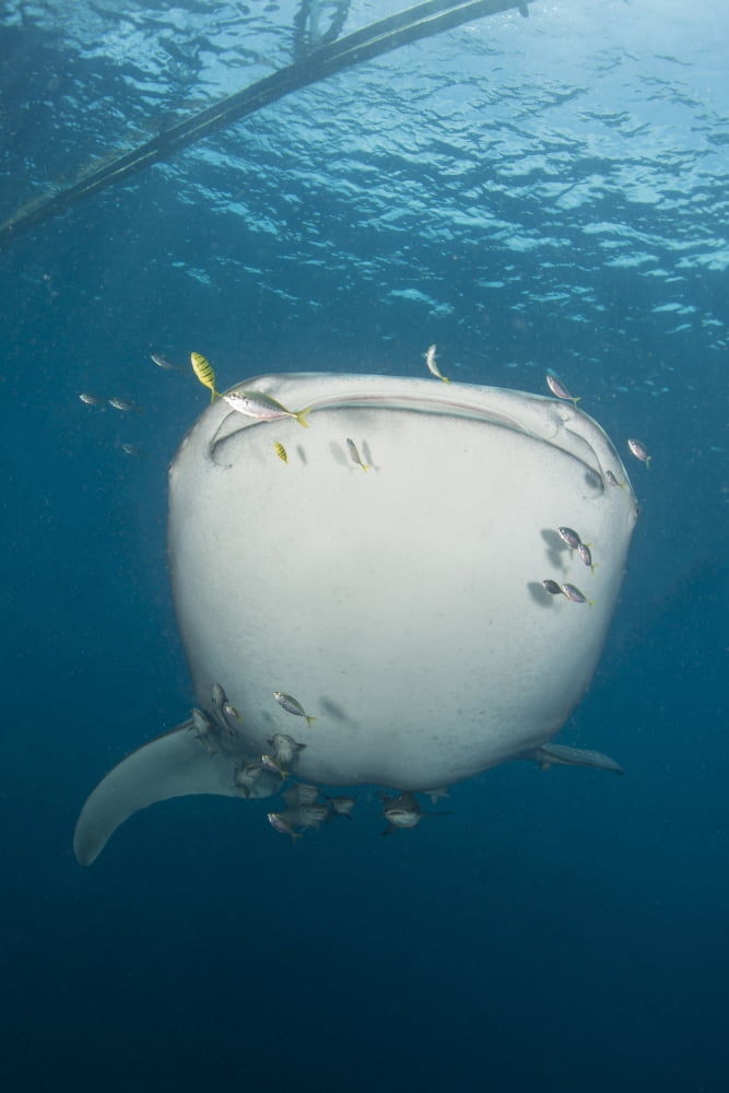 Massive whale shark with golden trevally and remora in tow Canvas Art - Mathieu MeurStocktrek Images (12 x 17)