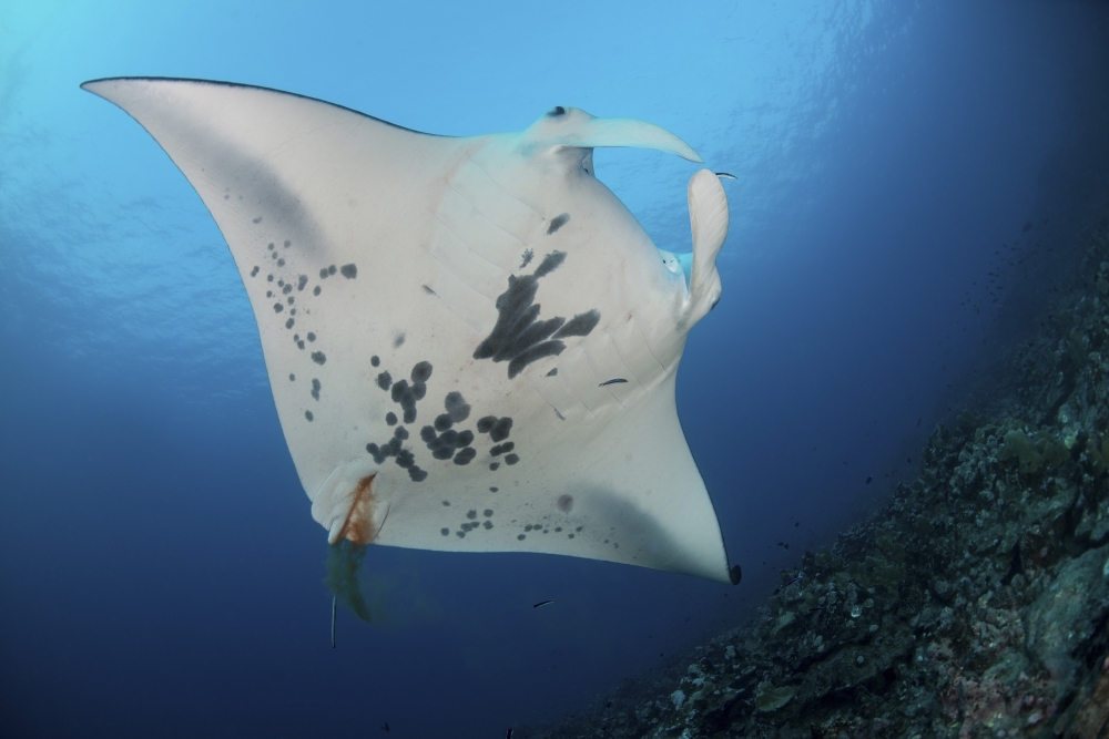 Massive white-bellied reef manta ray defecating Canvas Art - Mathieu MeurStocktrek Images (17 x 12)
