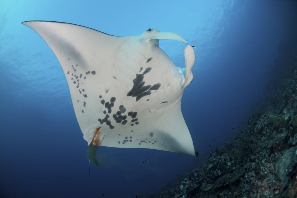 Massive white-bellied reef manta ray defecating Canvas Art - Mathieu MeurStocktrek Images (34 x 23)
