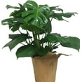 thumbnail image 1 of Masson Farms Live Indoor Plant 28in Tall Monstera Deliciosa Split Leaf in 12in Grower Pot, 1 of 9