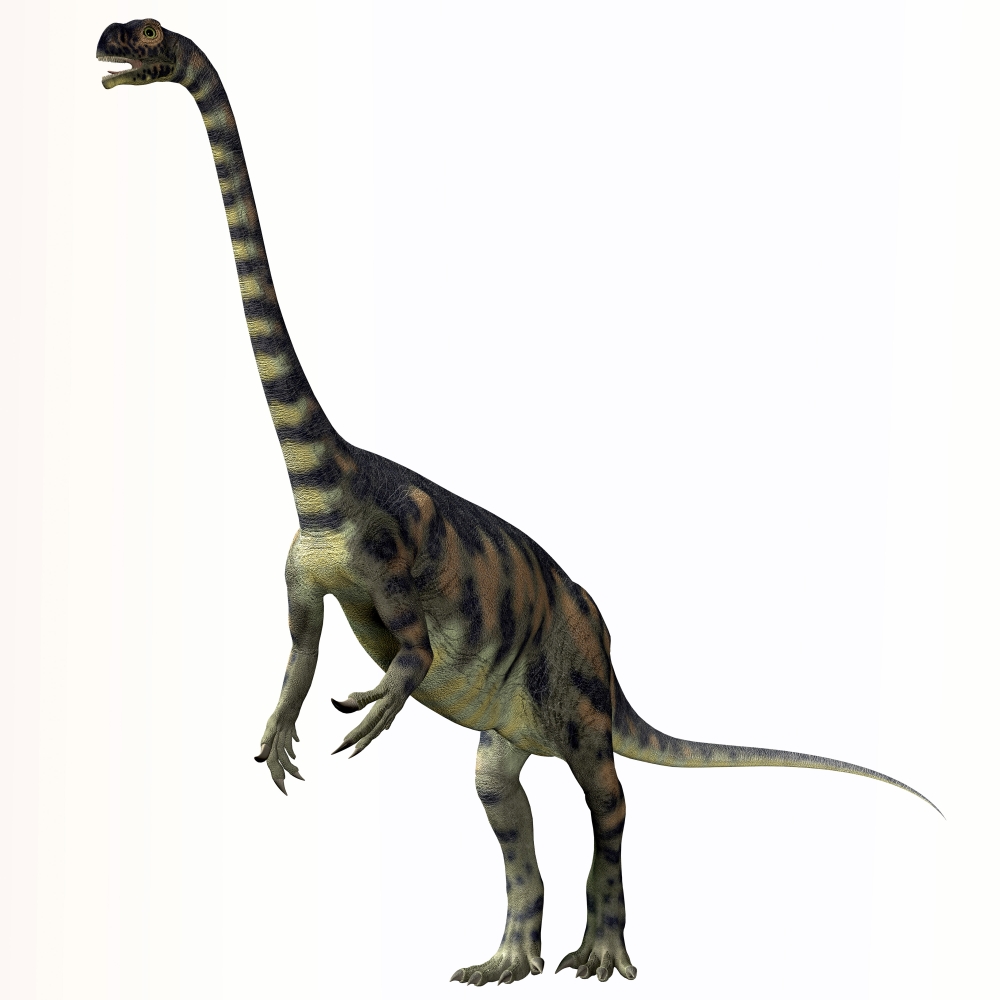 Massospondylus dinosaur Canvas Art - Corey FordStocktrek Images (29 x 29)