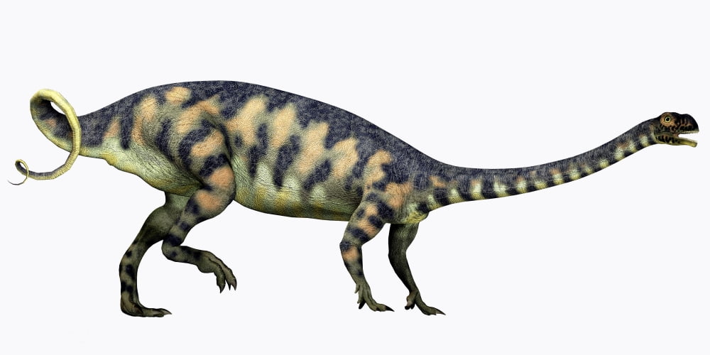 Massospondylus dinosaur Canvas Art - Corey FordStocktrek Images (40 x 20)