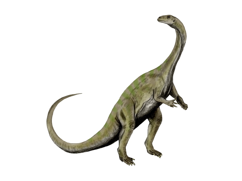 Massospondylus dinosaur Canvas Art - Nobumichi TamuraStocktrek Images (17 x 13)