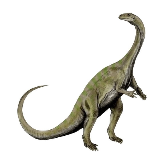 Massospondylus dinosaur Poster Print