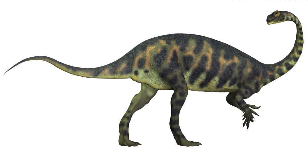Massospondylus dinosaur fromt he Jurassic Age of Africa Canvas Art - Corey FordStocktrek Images (40 x 20)