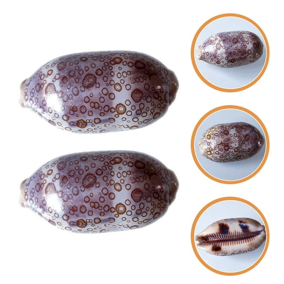 IDEANATEGRATE Nautical Theme Cowrie Shells Jewelry Design Collectors 2Pcs 6-8Cm in Length