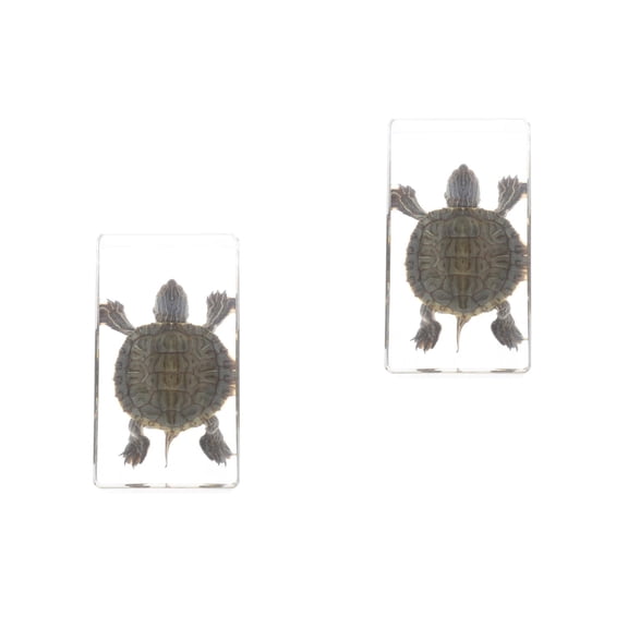 Masteelf 2pcs Realistic Turtle Model Turtle Figurine Model Decorative Small Model Large Animal Figurine Artificial Ocean Model For Classrooms Home Decor