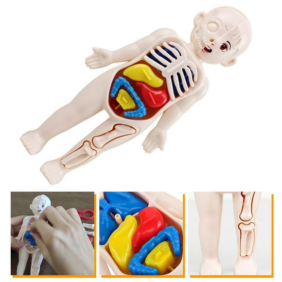 Masteelf Early Education Teaching Tool 3D Human Body Organs Jigsaw Child