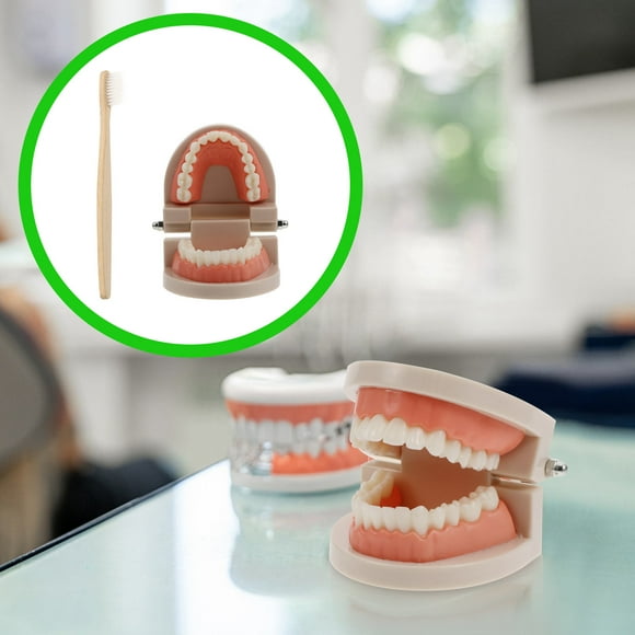 Masteelf Early Tooth Brushing Aid for Educators Teaching