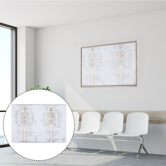 Masteelf Skeletal Human Anatomy Poster Human Anatomy Chart Baby 70X50CM
