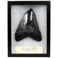 thumbnail image 1 of Master Replicas Group MR-MRP-MT Premium Fossil Replicas - Megalodon Tooth with Case, 1 of 4