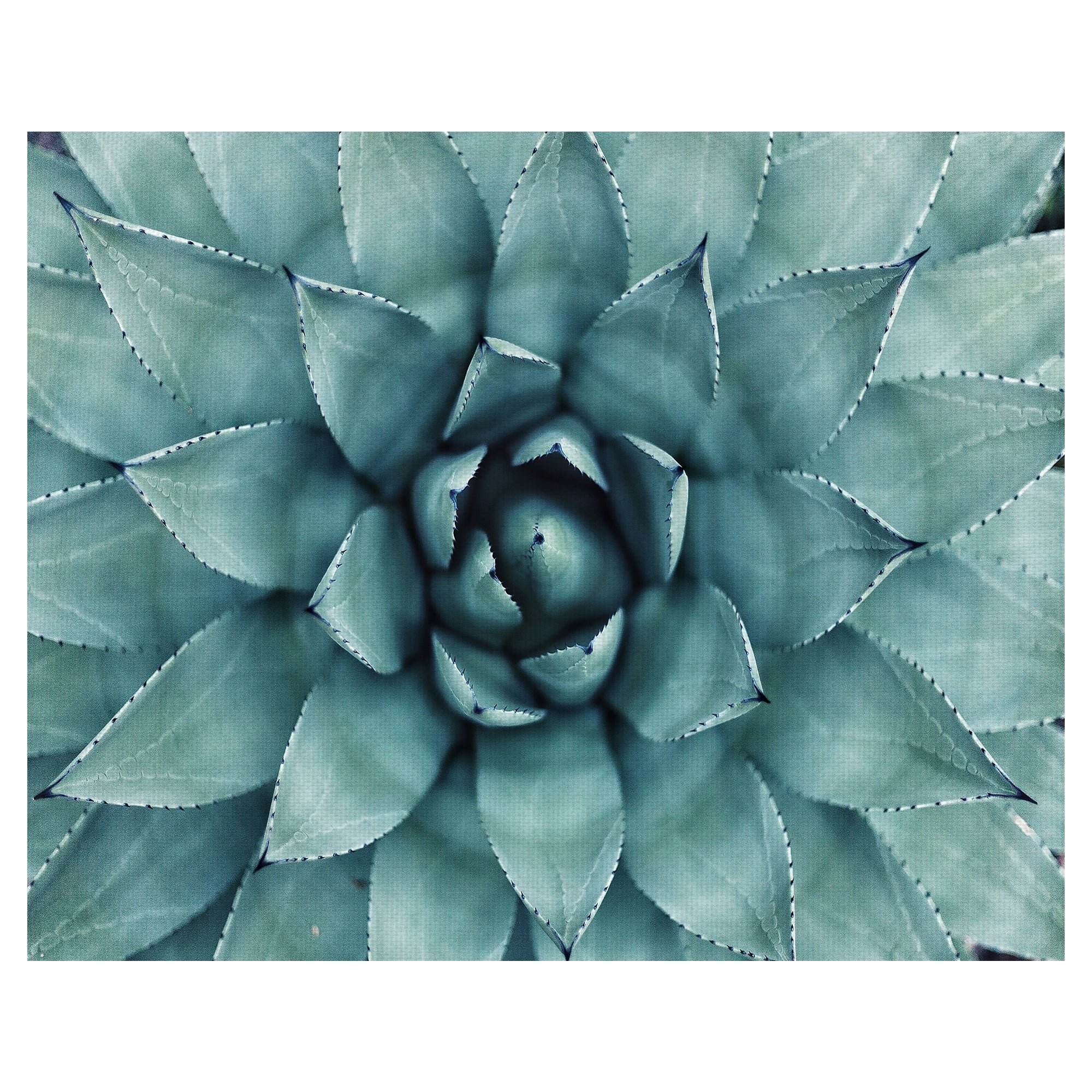 Emerald Green Agave Succulent Canvas Art Print for Kids