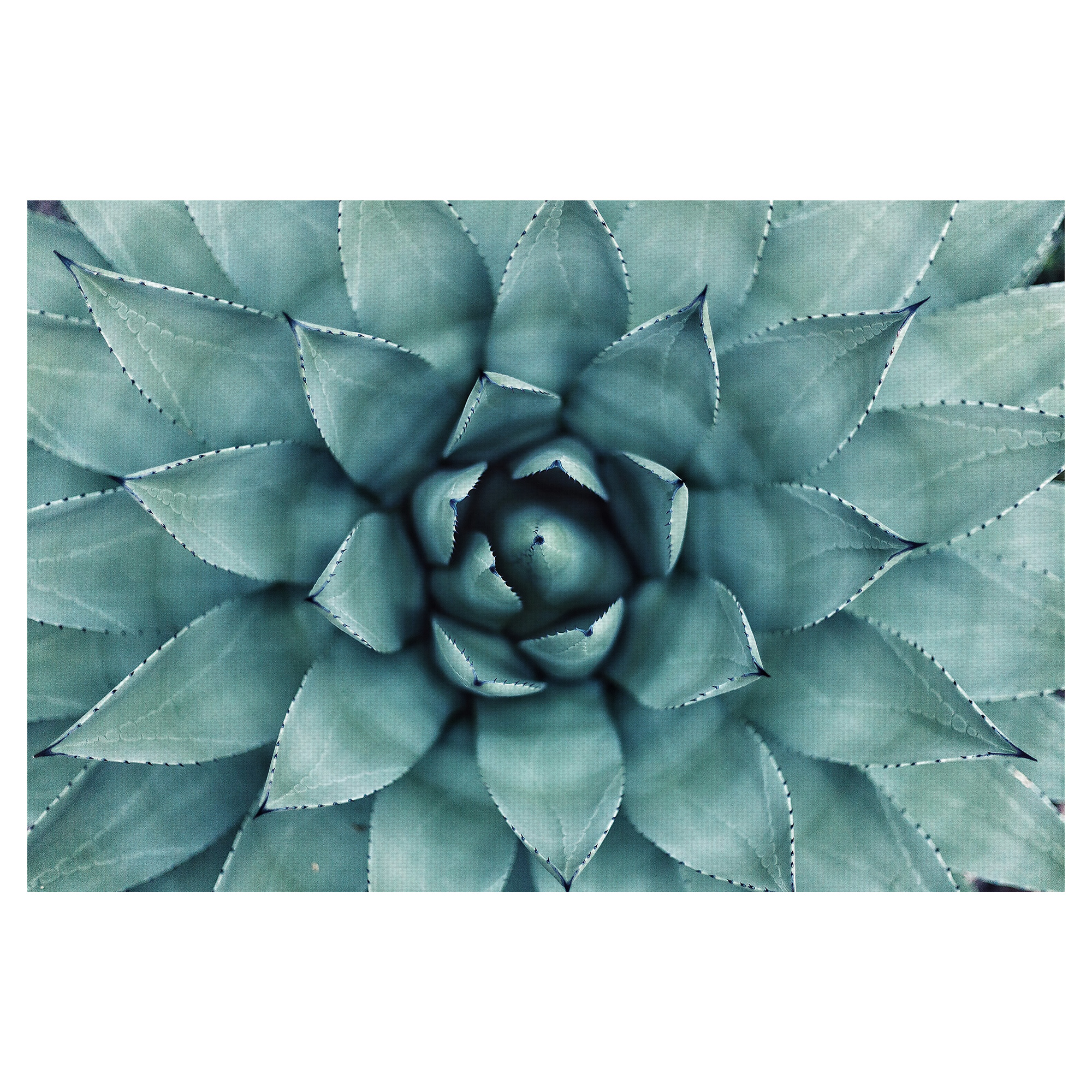 Masterpiece Art Gallery Agave Succulent By Erol Ahmed Canvas Art Print 24" x 36"