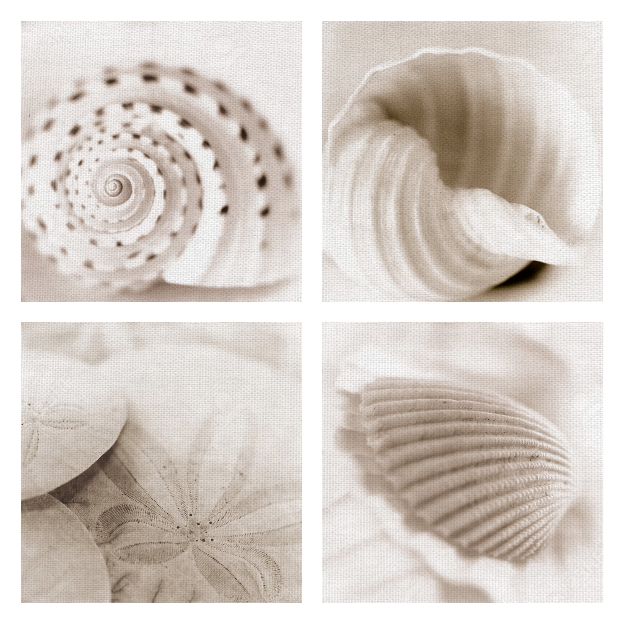 Sepia Coastal Seashell Canvas Art Print Set, 12" x 12"