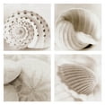 thumbnail image 1 of Masterpiece Art Gallery Atlantis Seashells 1-4 By Alan Blaustein Canvas Art Print Set of 4 16" x 16", 1 of 2