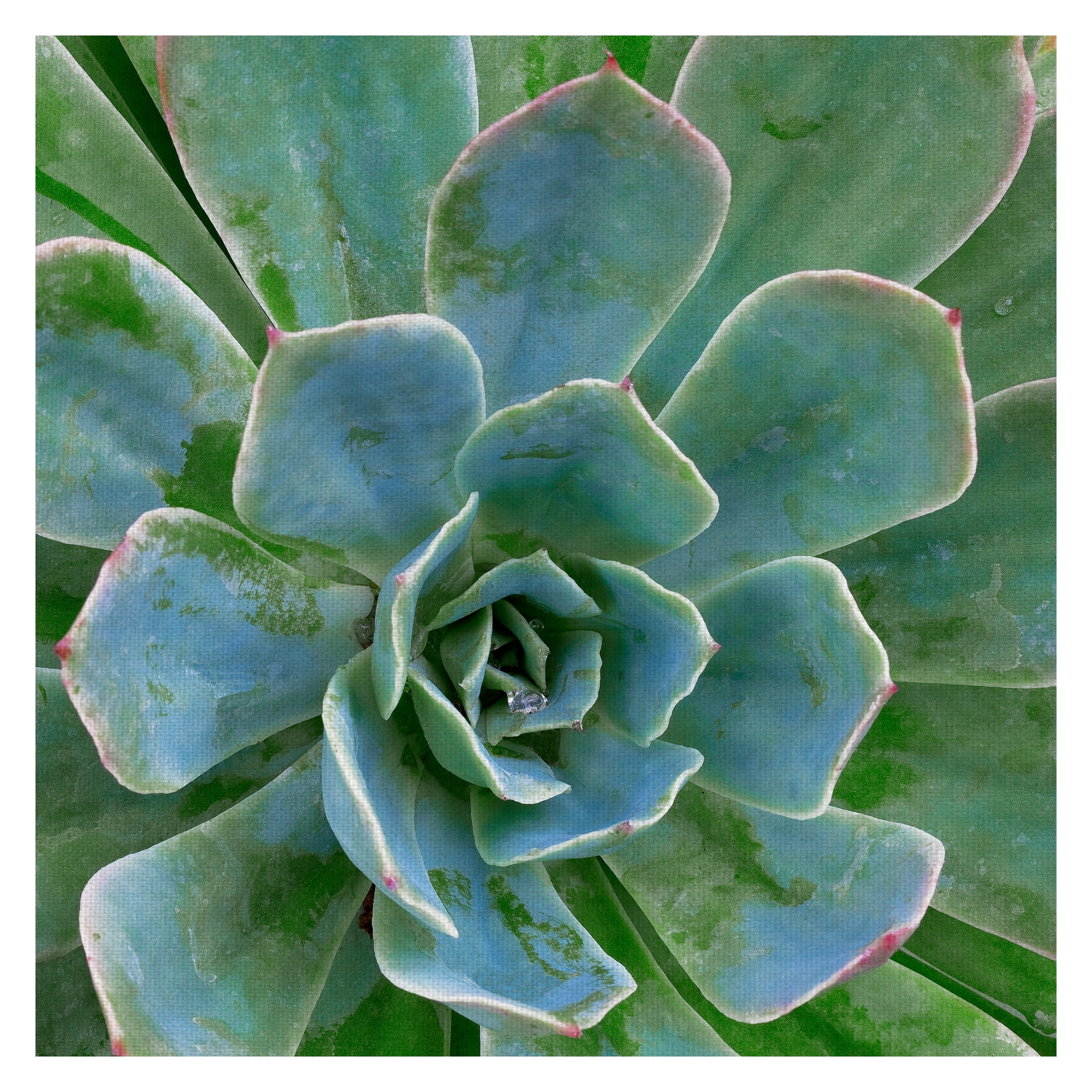 Masterpiece Art Gallery Awakening Square Succulent by Robin Constable Hanson Canvas Photo Art Print 24" x 24"