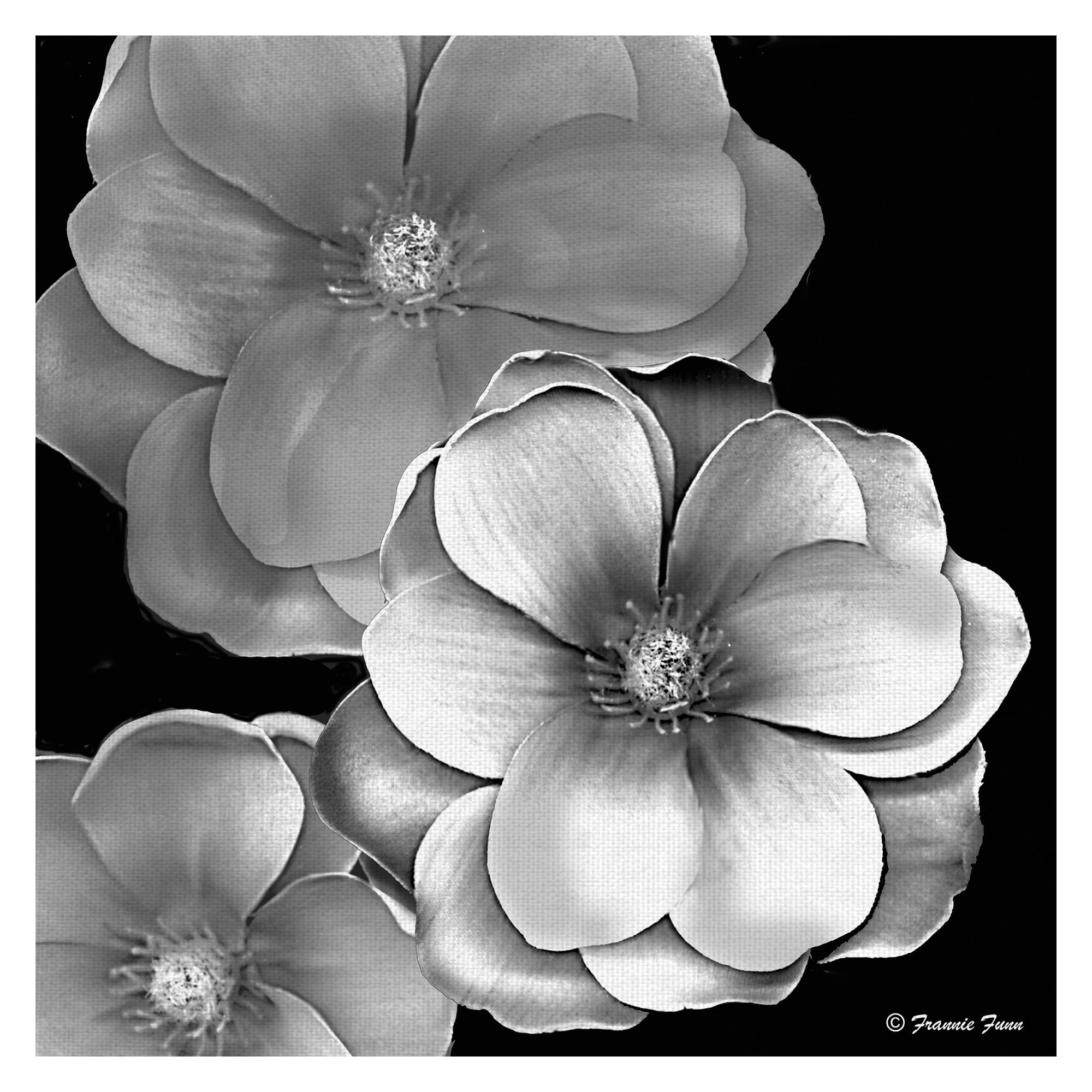 Masterpiece Art Gallery Black & White Magnolia By Frannie Funn Canvas Art Print 20" x 20"