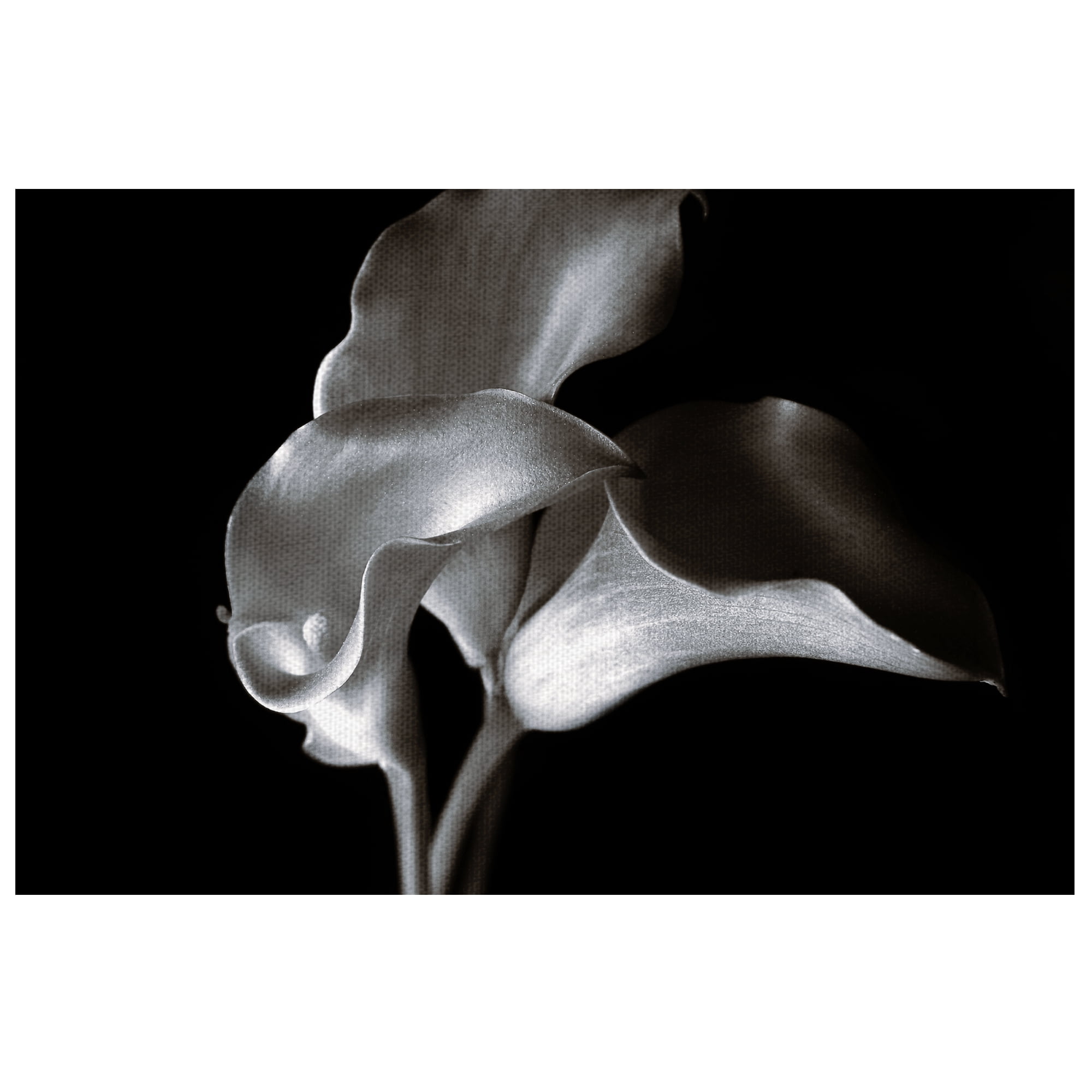 Masterpiece Art Gallery Calla Cluster Lilies By Ilona Wellmann Canvas Art Print 16" x 20"