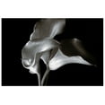 thumbnail image 1 of Masterpiece Art Gallery Calla Cluster Lilies By Ilona Wellmann Canvas Art Print 18" x 24", 1 of 4