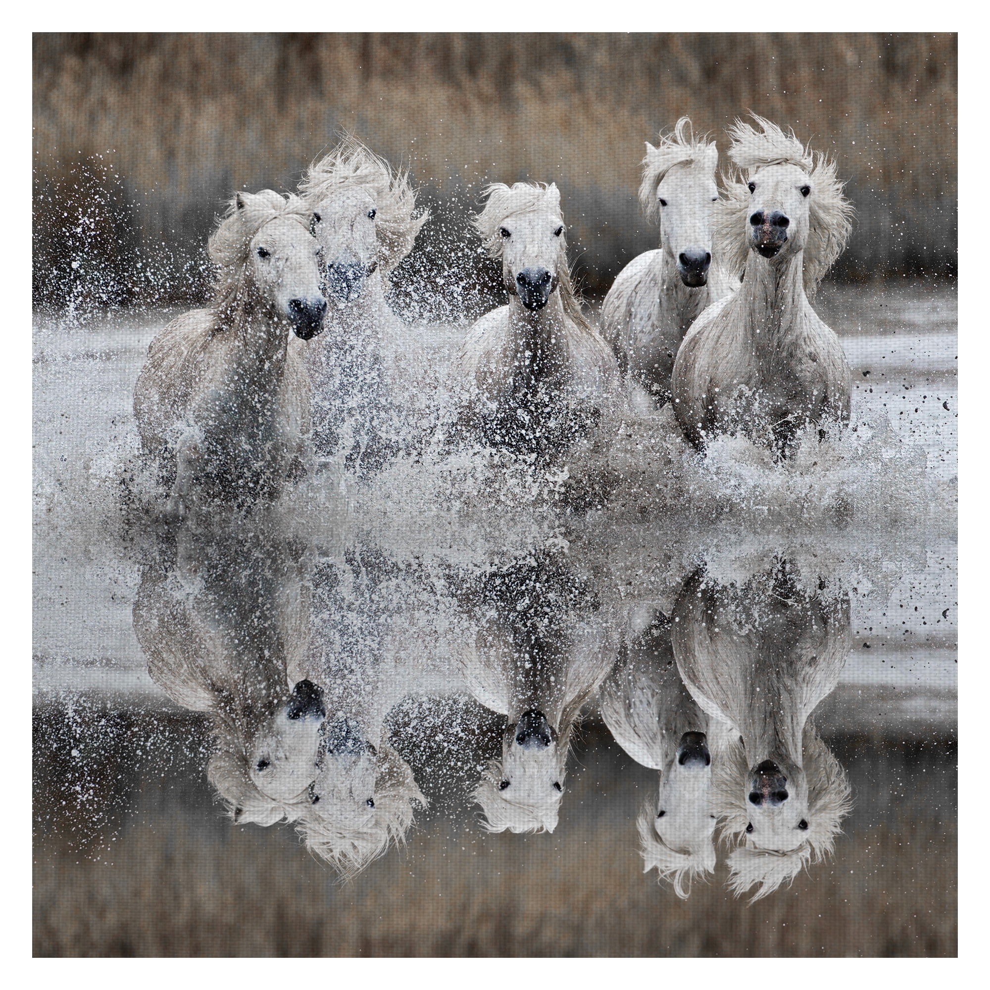 Masterpiece Art Gallery Camargue Horse Reflection by A. Jones Canvas Photo Art Print 24" x 24"