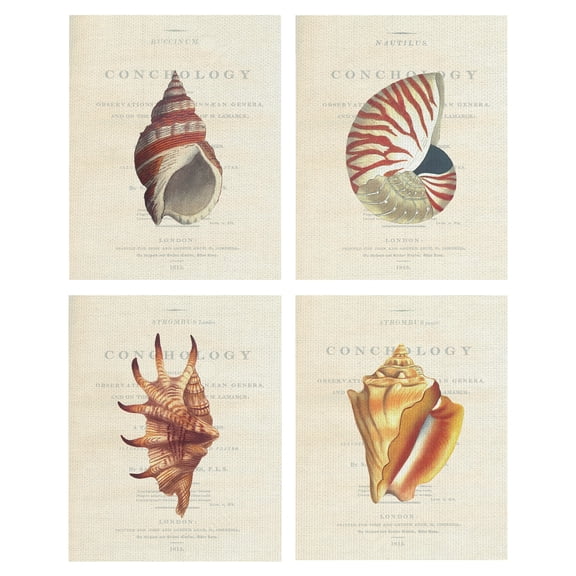 Masterpiece Art Gallery Conchology Buccinum, Nautilus, Strombus Lambis, Strombus Pugilus Seashell By Porter Design Canvas Art Print Set of 4 11" x 14"