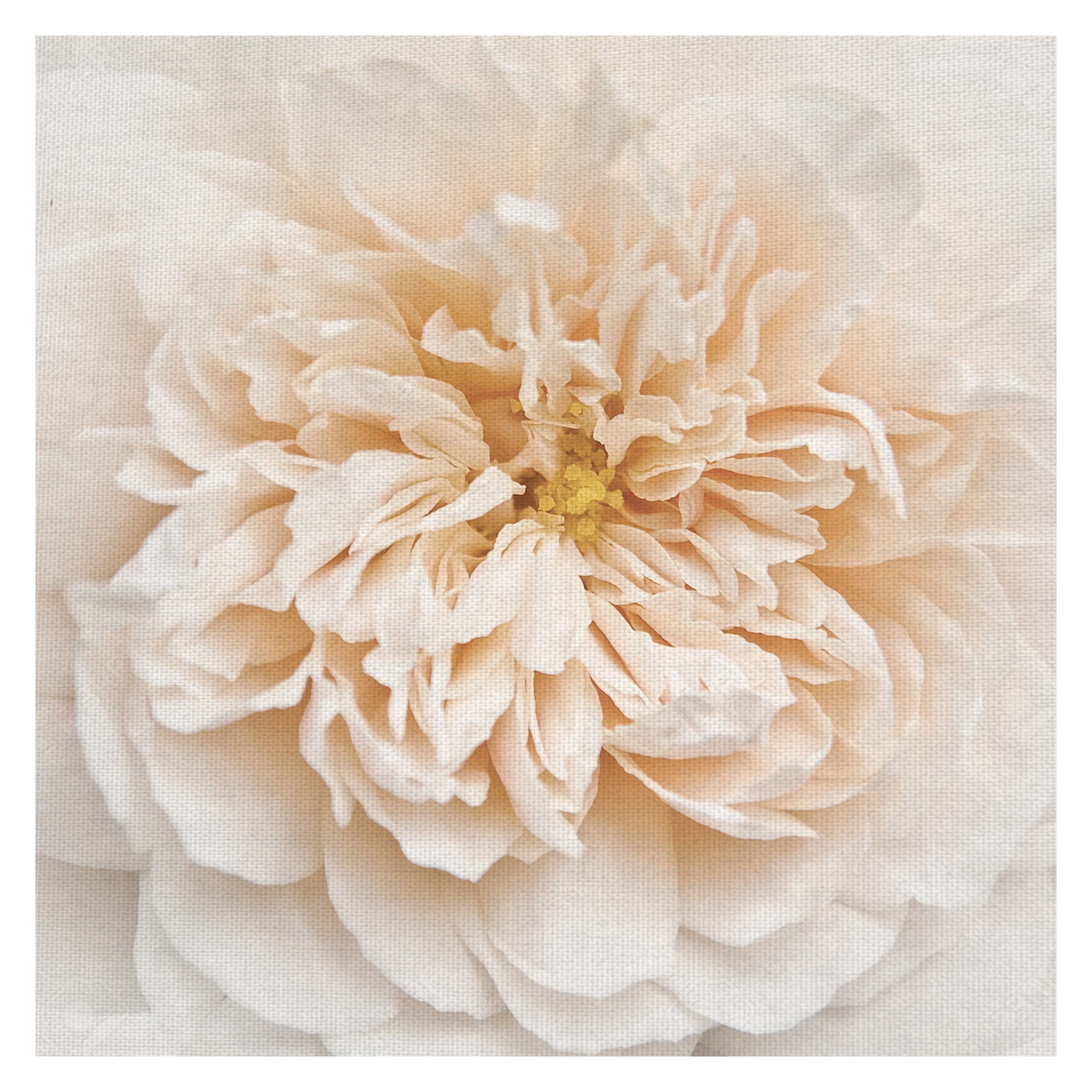 Masterpiece Art Gallery Cupcake Rose by Rebecca Swanson Canvas Art Print 30" x 30"