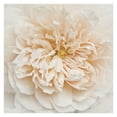 thumbnail image 1 of Masterpiece Art Gallery Cupcake Rose by Rebecca Swanson Canvas Art Print 30" x 30", 1 of 4