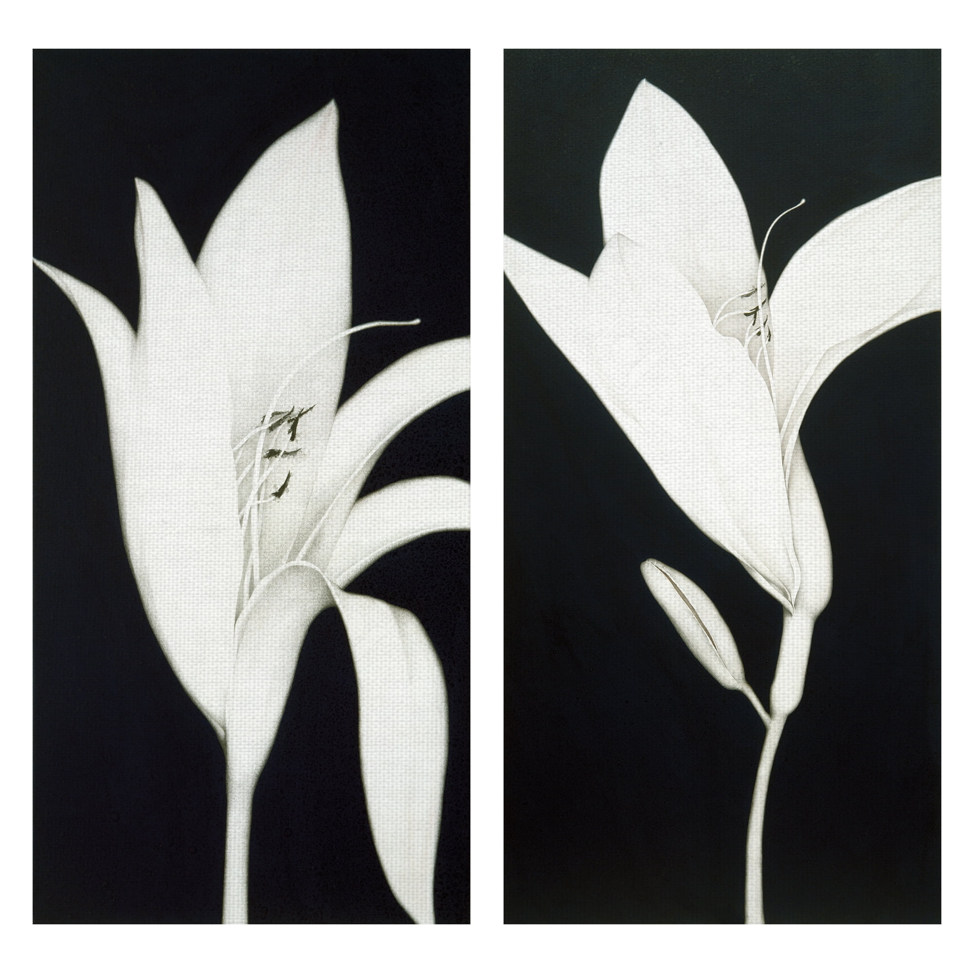 Masterpiece Art Gallery Cycle and Bud, Upright Lily Canvas Art Print 17" x 34"