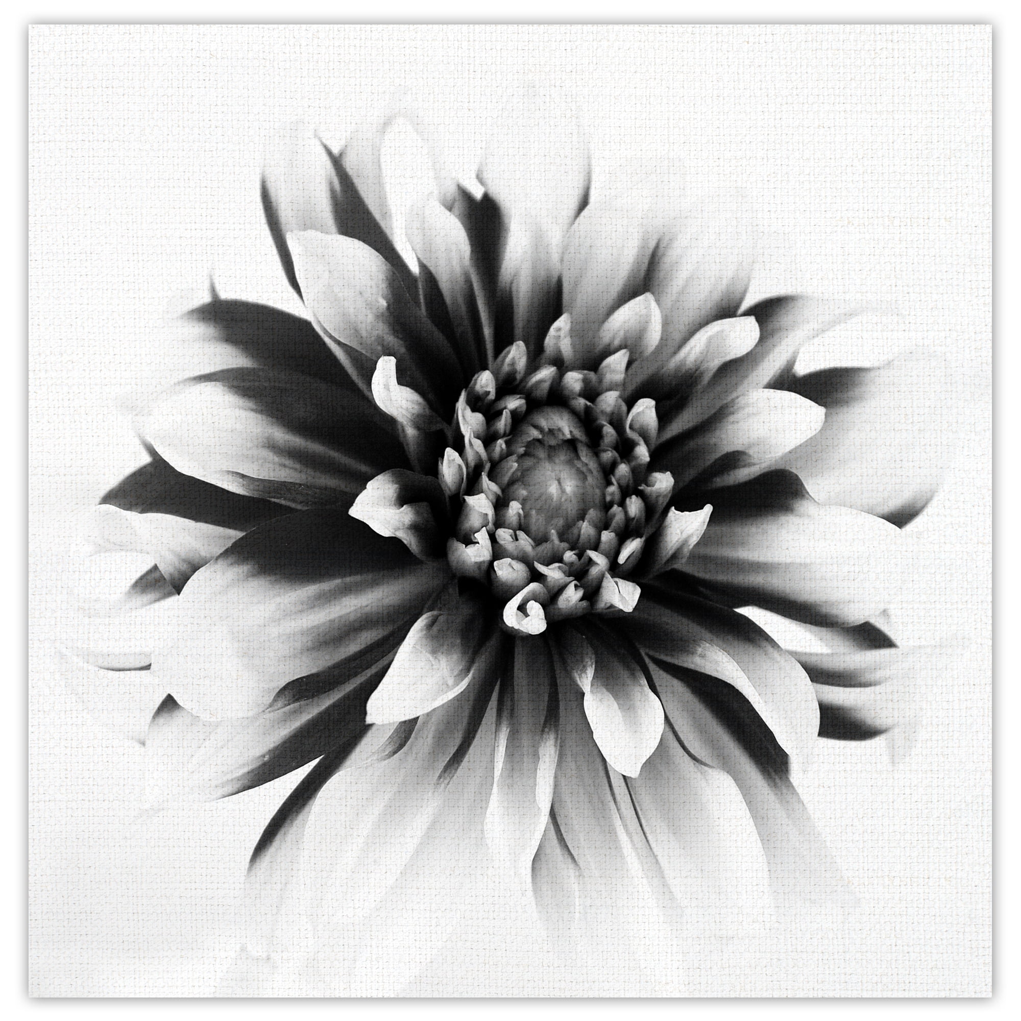 Masterpiece Art Gallery Daylight I Dahlia By Ilona Wellmann Canvas Art Print 20" x 20"