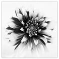 thumbnail image 1 of Masterpiece Art Gallery Daylight I Dahlia By Ilona Wellmann Canvas Art Print 24" x 24", 1 of 4