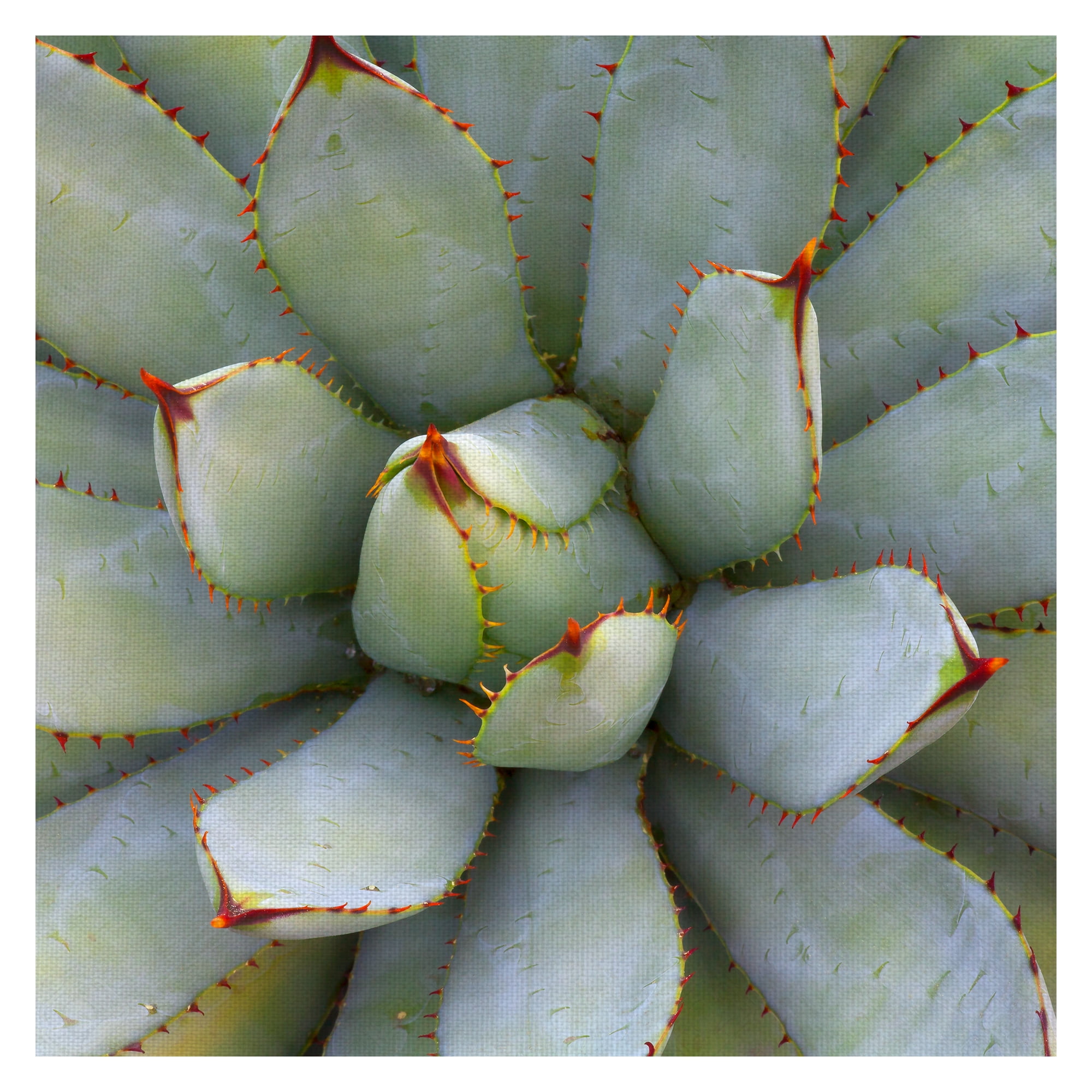 Masterpiece Art Gallery Desert Cactus Grand Opening I Square by Robin Constable Hanson Canvas Photo Art Print 24" x 24"