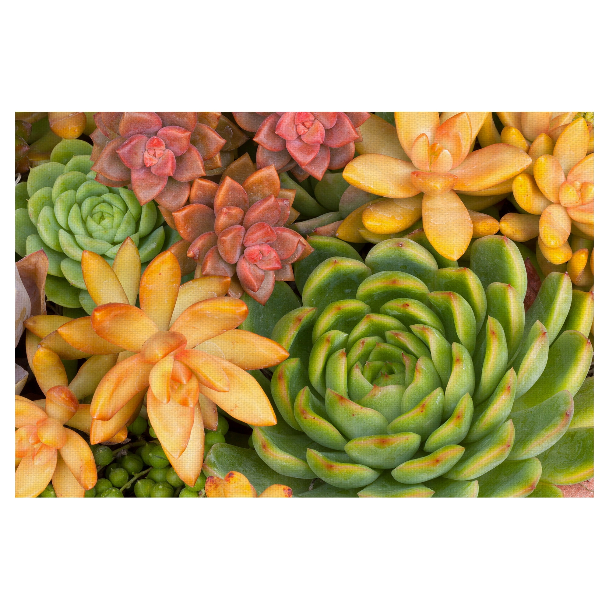 Masterpiece Art Gallery Desert Colors I Succulent By Robin Constable Hanson Canvas Art Print 24" x 36"