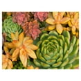 thumbnail image 1 of Masterpiece Art Gallery Desert Colors I Succulent By Robin Constable Hanson Canvas Art Print 30" x 40", 1 of 2
