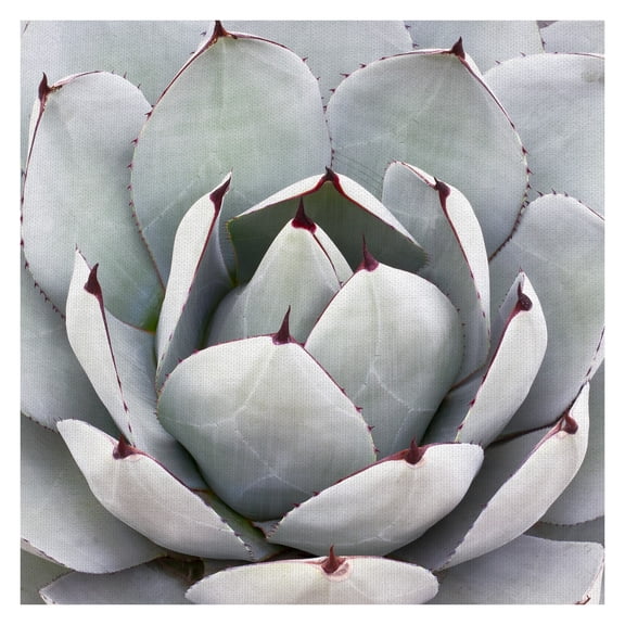 Masterpiece Art Gallery Desert Grey Cactus By Robin Constable Hanson Canvas Art Print 24" x 24"