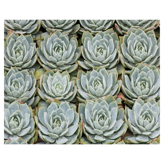 Masterpiece Art Gallery Desert Succulent Grid by Robin Constable Hanson Canvas Art 22" x 28"