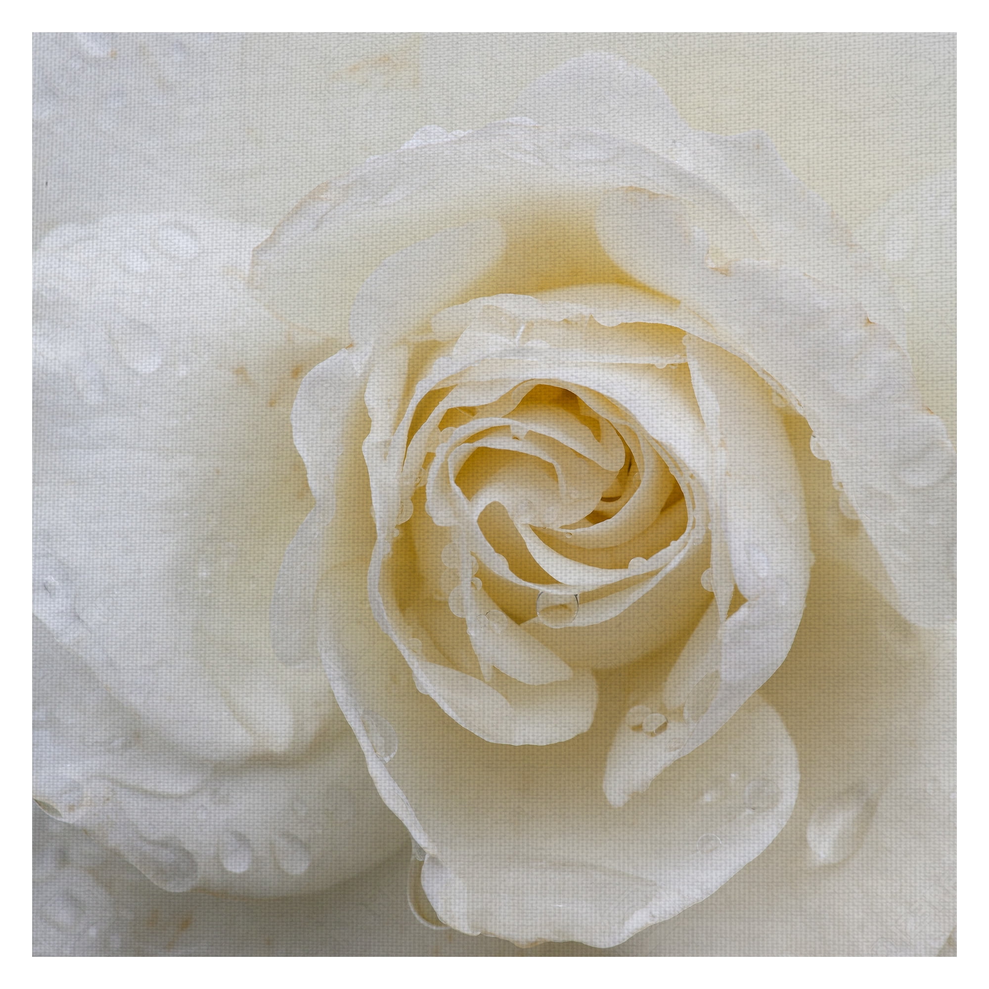Masterpiece Art Gallery Dewdrops Of A Rose By Robin Constable Hanson Canvas Art Print 30" x 30"