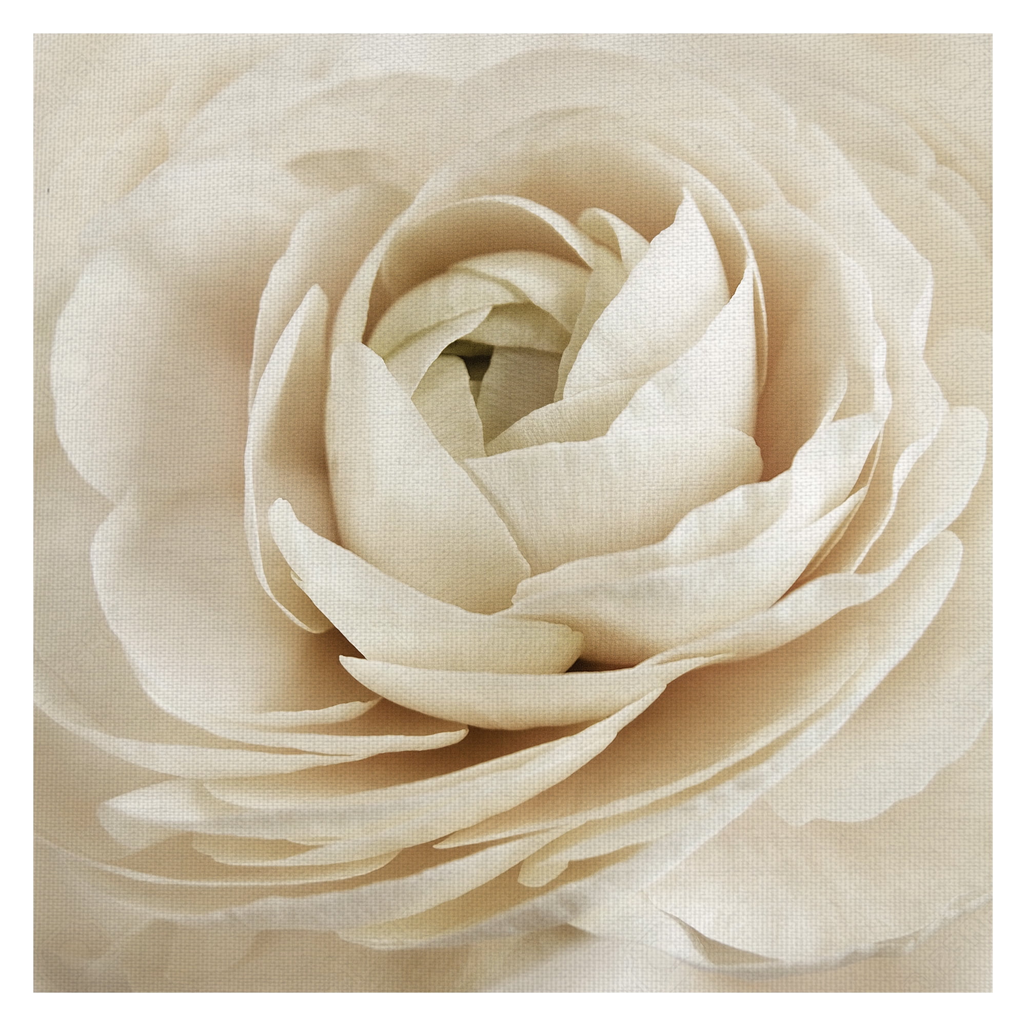 Masterpiece Art Gallery Dream Rose By Rebecca Swanson Canvas Art Print 30" x 30"