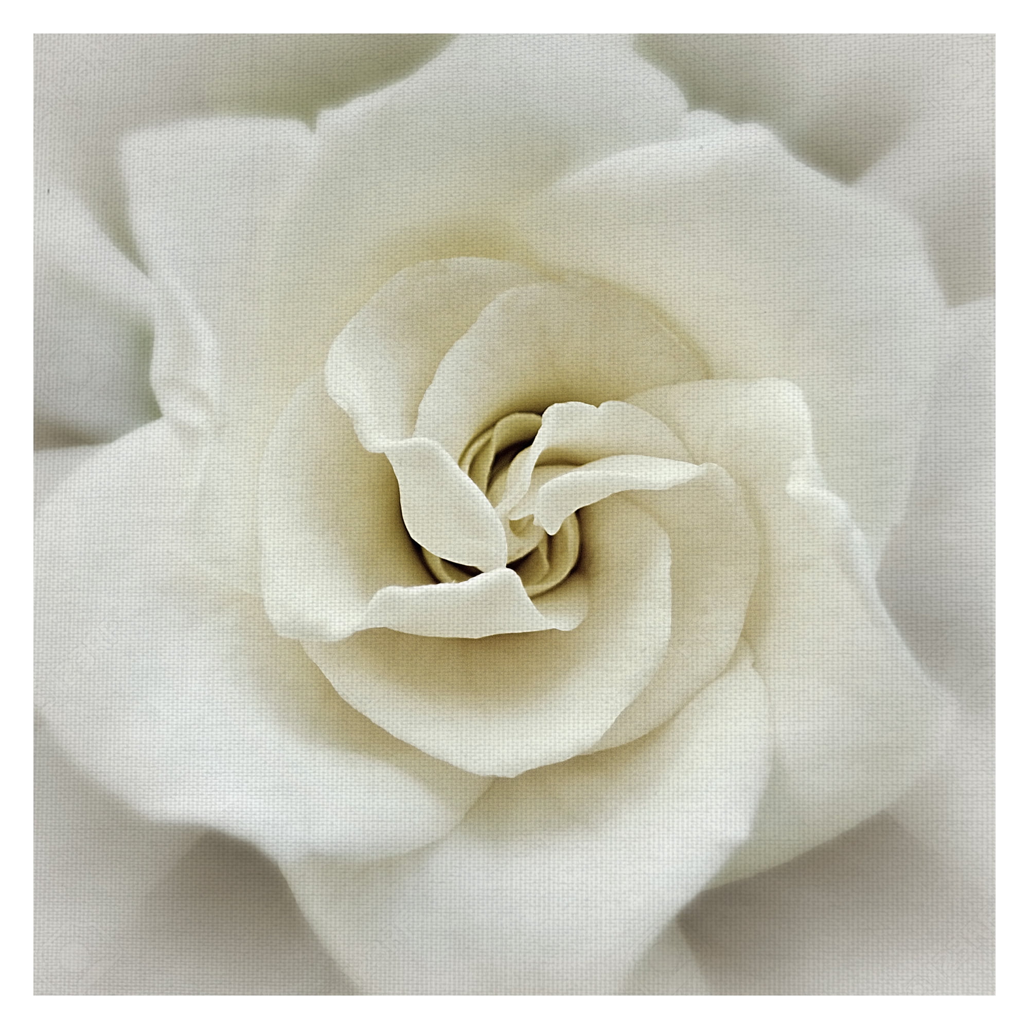 Masterpiece Art Gallery Faded Gardenia By Rebecca Swanson Canvas Art Print 24" x 24"