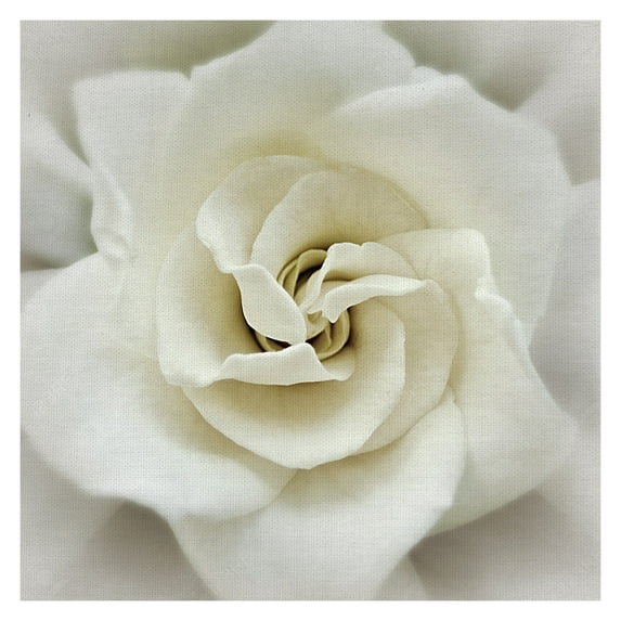 Masterpiece Art Gallery Faded Gardenia By Rebecca Swanson Canvas Art Print 24" x 24"