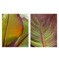 thumbnail image 1 of Masterpiece Art Gallery Fall Leaf Study II, IV by Robin Constable Hanson Floral Canvas Photo Art Print Set of 2 (16" x 20"), 1 of 2
