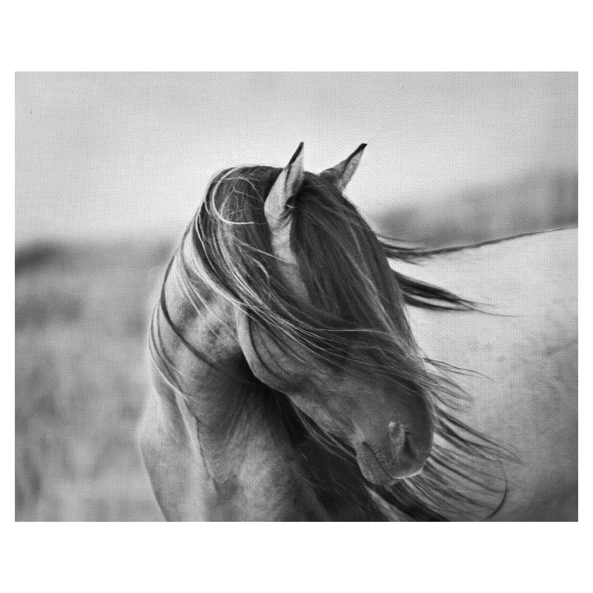 Masterpiece Art Gallery Fierce Grace Horse By Tony Stromberg Canvas Art Print 22" x 28"