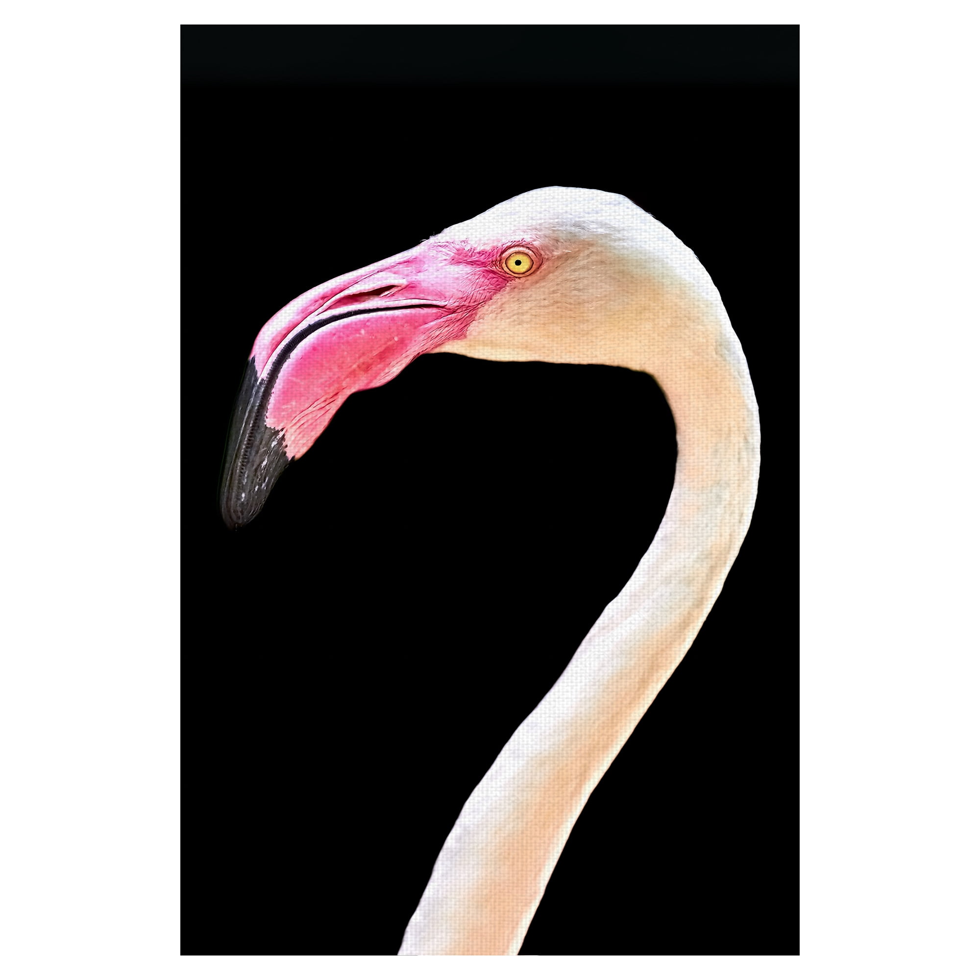 Masterpiece Art Gallery Flamingo Portrait By Mathew Schwartz Canvas Art Print 24" x 36"
