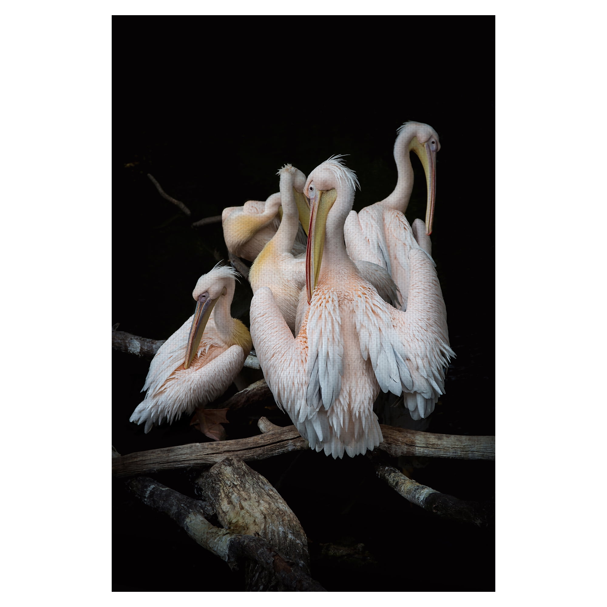 Masterpiece Art Gallery Flock Of Flamingos By Olivier Guillard Canvas Art Print 24" x 36"