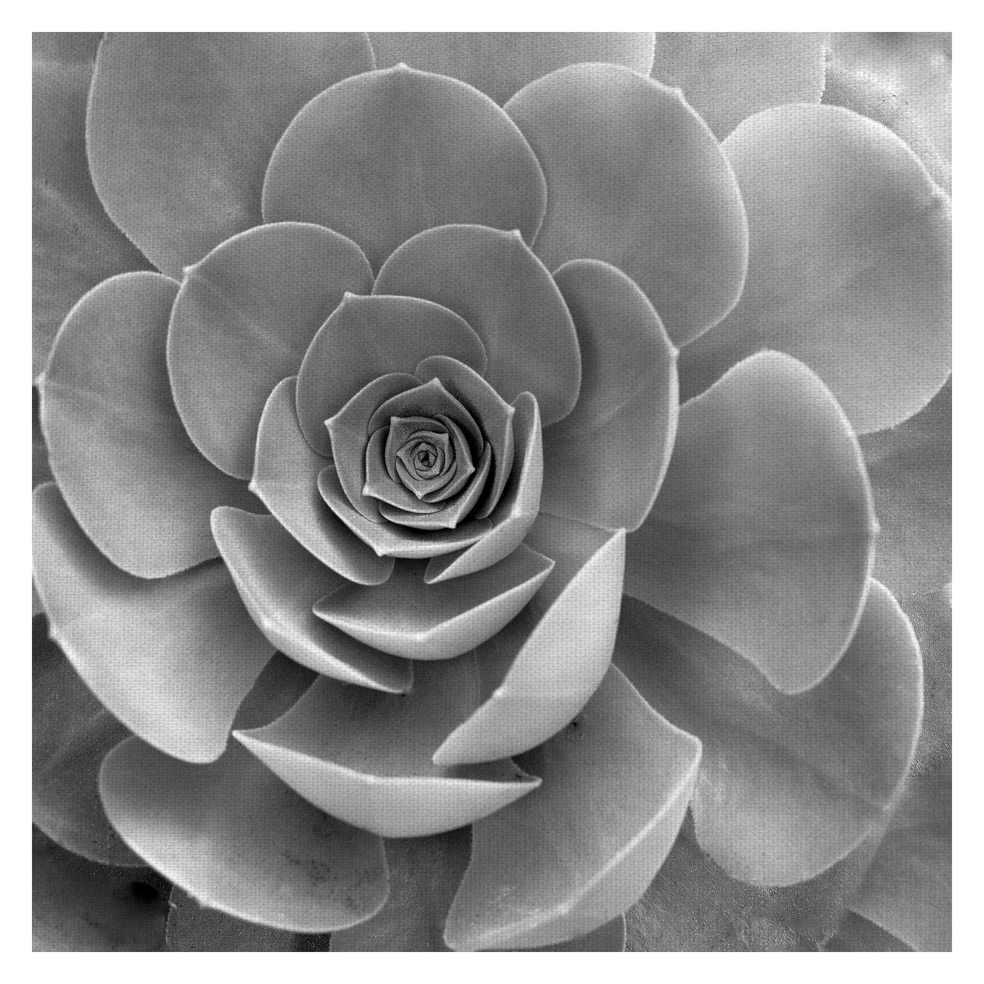 Masterpiece Art Gallery Floral #22 By Alan Blaustein Canvas Art Print 30" x 30"