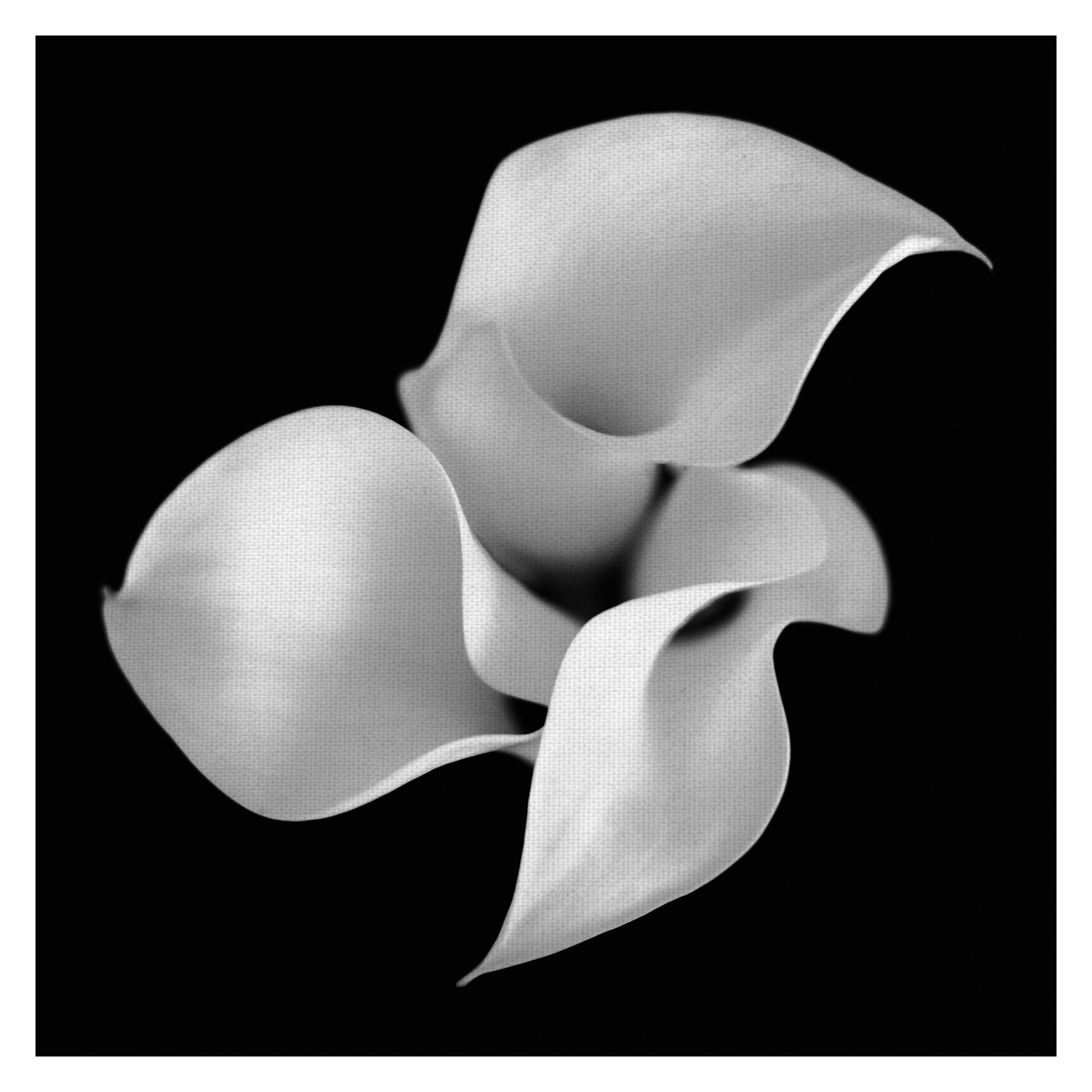 Masterpiece Art Gallery Floral 26 Calla Lily By Michael Faragher Canvas Art Print 24" x 24"
