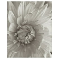 Masterpiece Art Gallery Florison #24 Budding Daisy By Alan Blaustein Canvas Art Print 16" x 20"