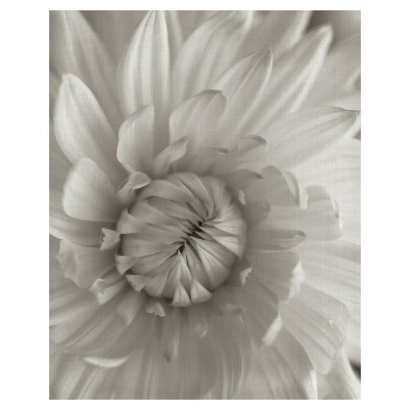 Masterpiece Art Gallery Florison #24 Budding Daisy By Alan Blaustein Canvas Art Print 16" x 20"