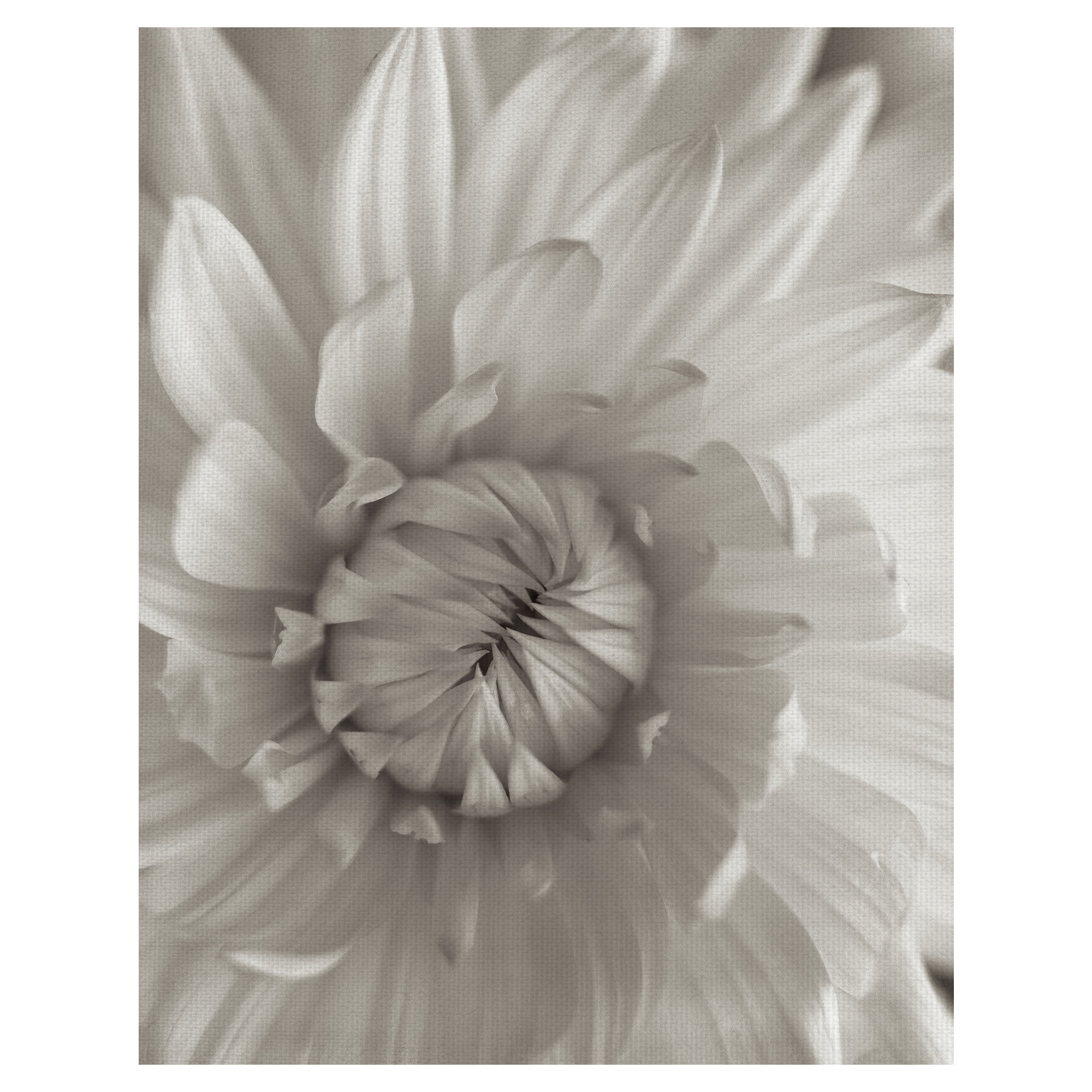 Masterpiece Art Gallery Florison #24 Budding Daisy By Alan Blaustein Canvas Art Print 22" x 28"