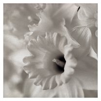 Masterpiece Art Gallery Florison #45 White Flower By Alan Blaustein Canvas Art Print 30" x 30"